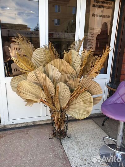 Сухоцветы пальмы, саговая пальма