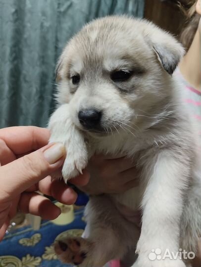 Щенки хаски в добрые руки
