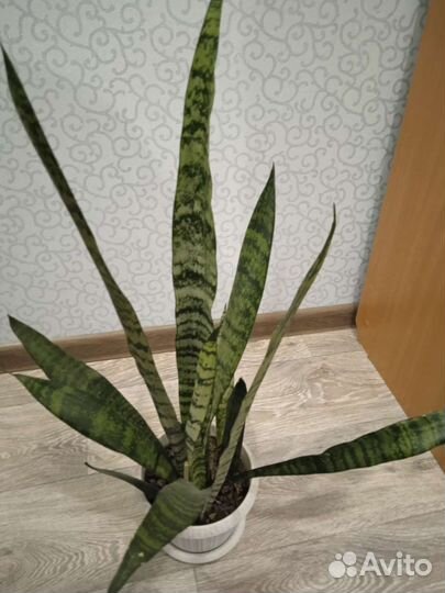 Сансевиерия