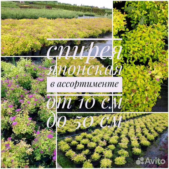 Спирея японская с3