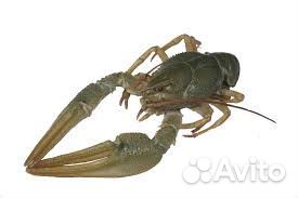 Живые раки в Калининграде
