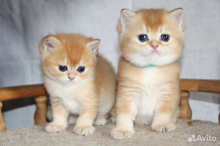 Котята британские золотая шиншилла 2 мес