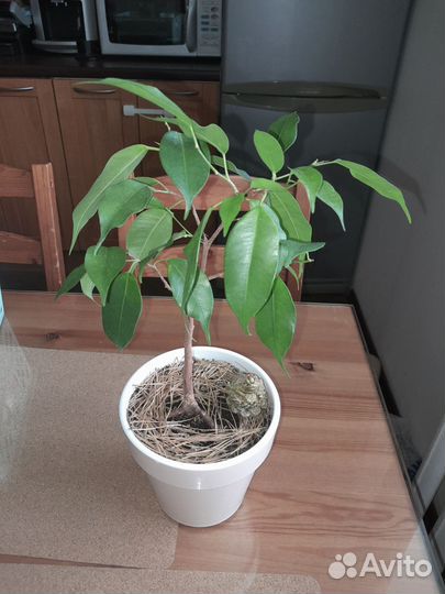 Мирт,фикус,гранат,пальма