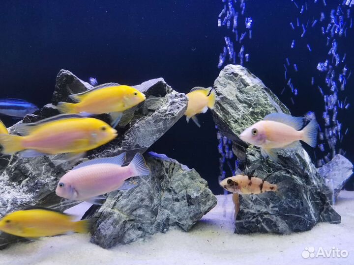 Малавийские цихлиды