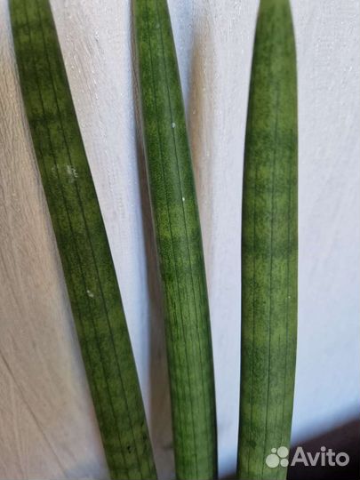 Сансевиерия цилиндрика