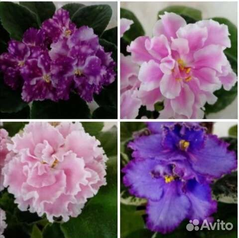 Фиалка домашняя(сенполия)