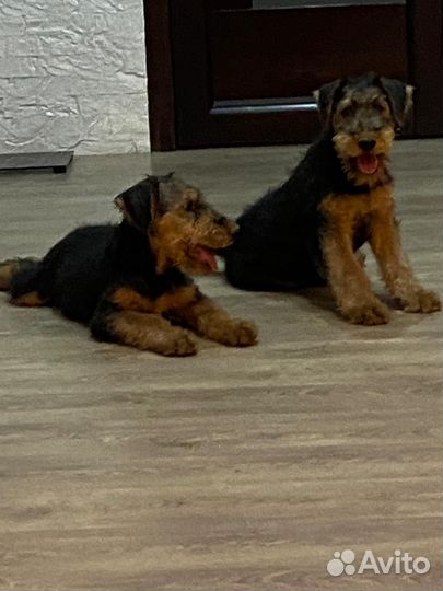 Эрдельтерьер