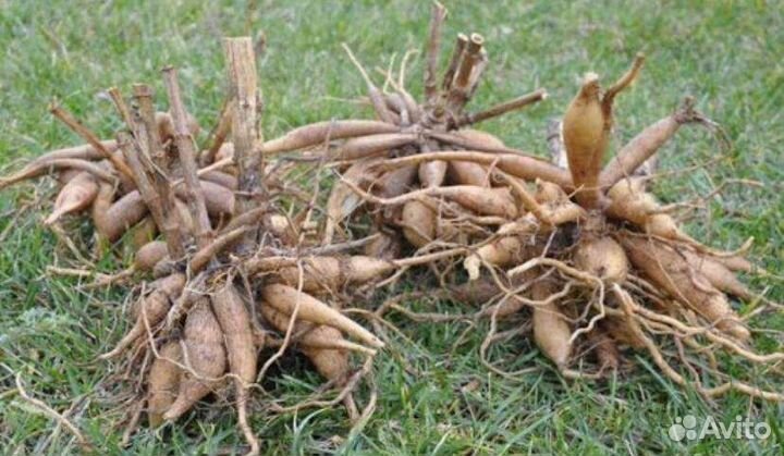 Георгины, пионы