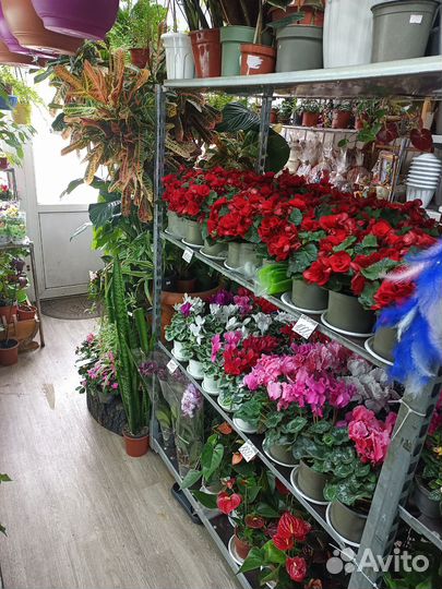 Комнатные цветы