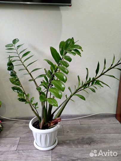 Комнатные растения цветы