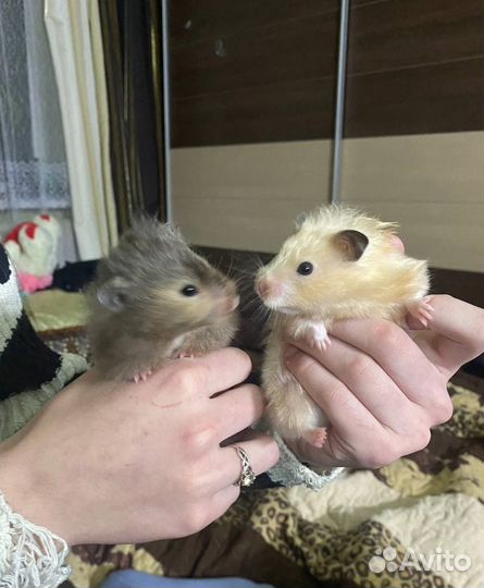 Сирийские хомяки маленькие