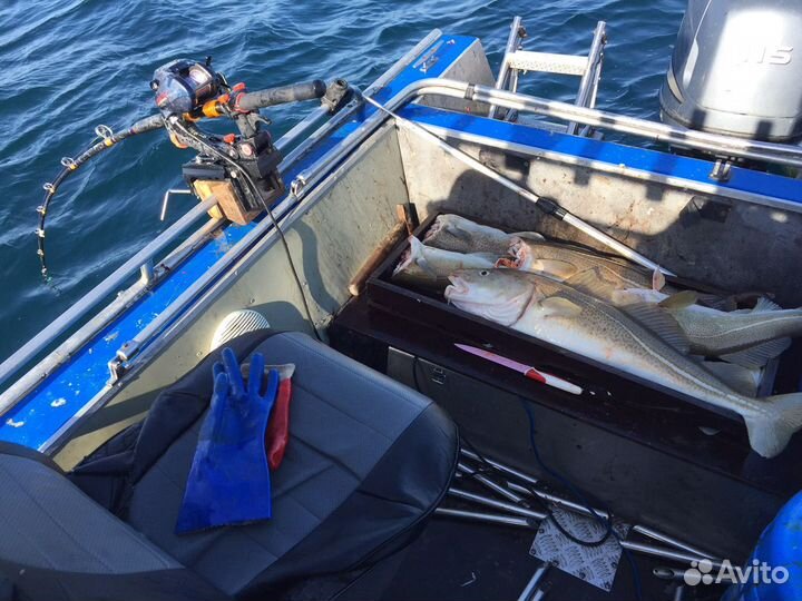 Треска, горбуша охлаждённая и свежемороженая