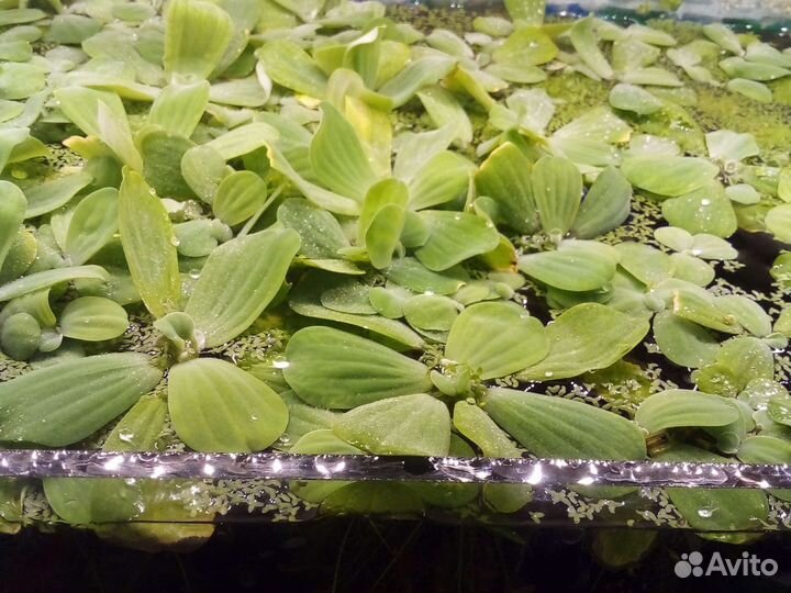 Продам пистию