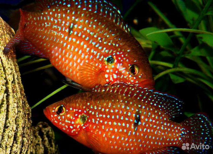 Хромис красавец