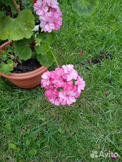 Герань, фиалка