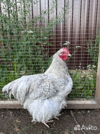 Молодые петушки орпингтоны