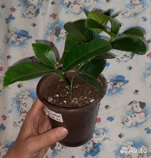 Лимон, лимон вариегатный,карисса (комнатная слива)