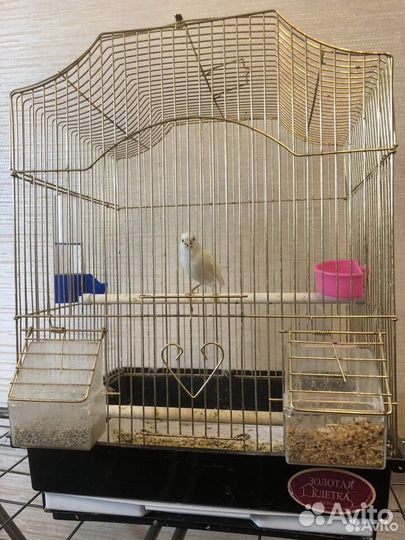 Канарейка с клеткой
