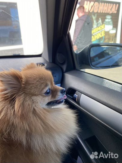 Шпиц мини девочка вязка