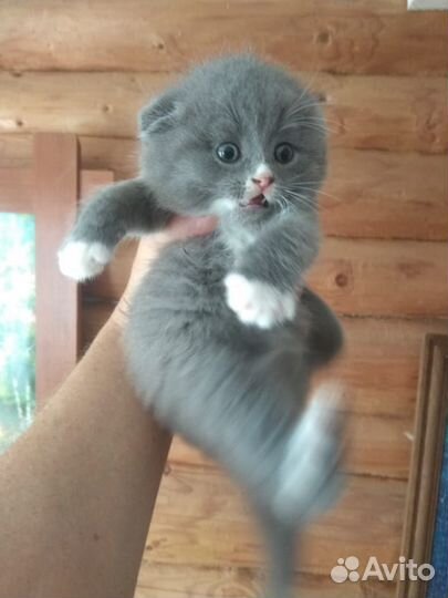 Котята