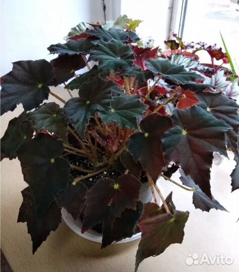 Продам детки Бегоний