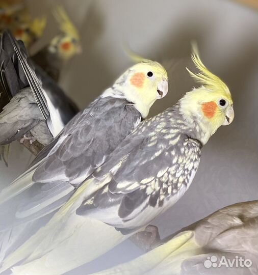 Корелла(Читайте обьявление)