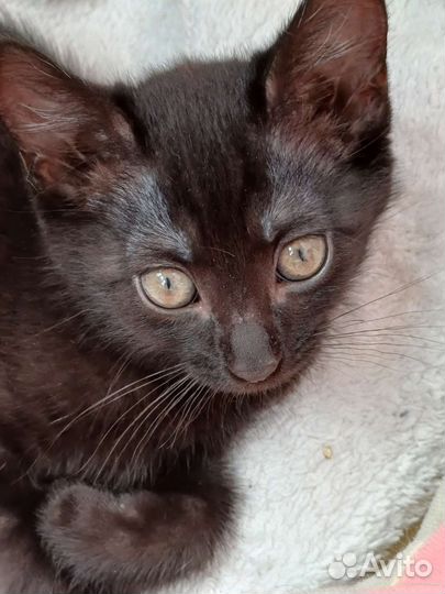 Девочка Дворянка