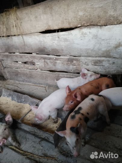 Поросята