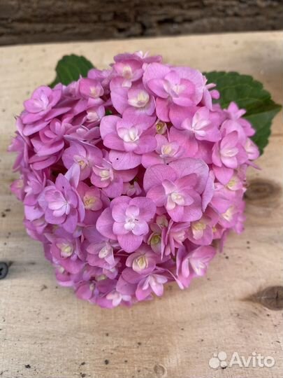 Гортензия широколистная