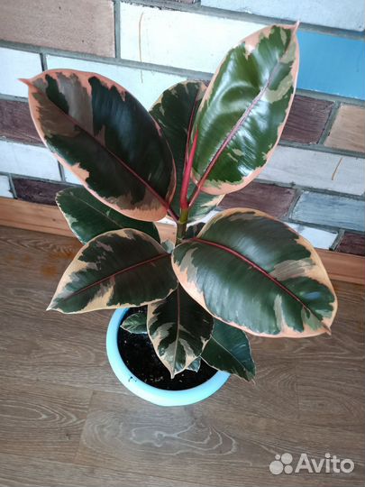 Фикус каучуконосный