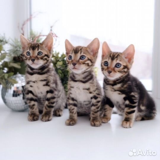 Бенгальская