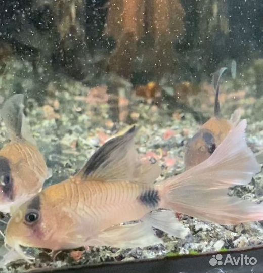 Коридорас Панда вуаль. Креветки. Улитки Хелена