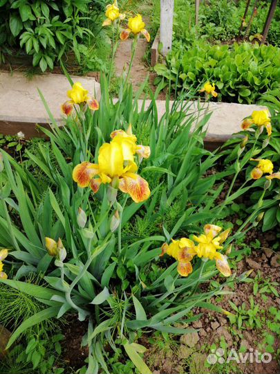 Сортовые цветы (тюльпаны,ирисы, гладиолусы, флоксы