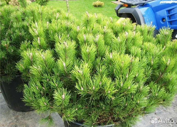 Сосна горная мугус