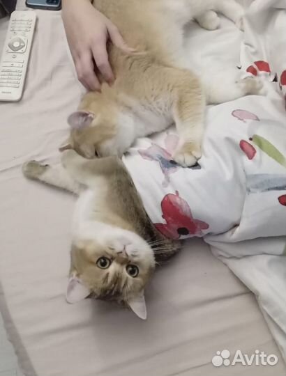 Британский котик