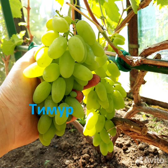 Продам саженцы винограда