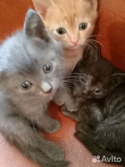 Кошки
