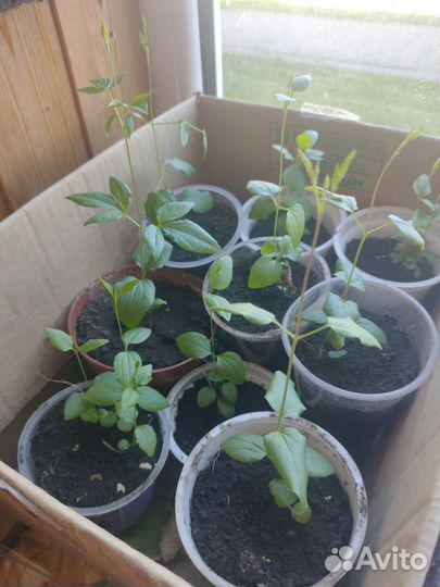 Клематис