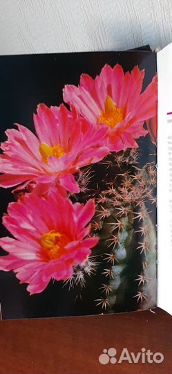 Книга Кактусы / С.Турдиев, Р.Седых, В.Эрихман