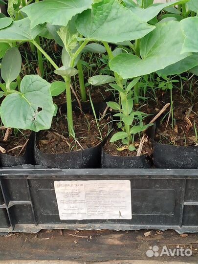 Рассада огурцов