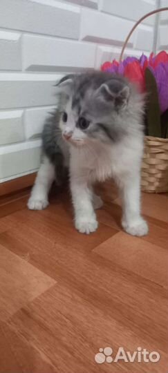 Отдам котят в хорошие руки