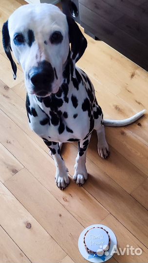 Кинолог +выгул собак