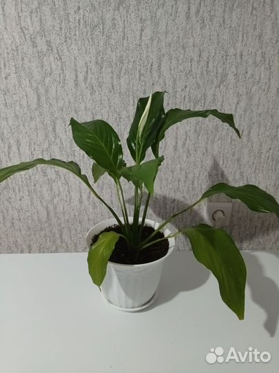 Спатифиллум