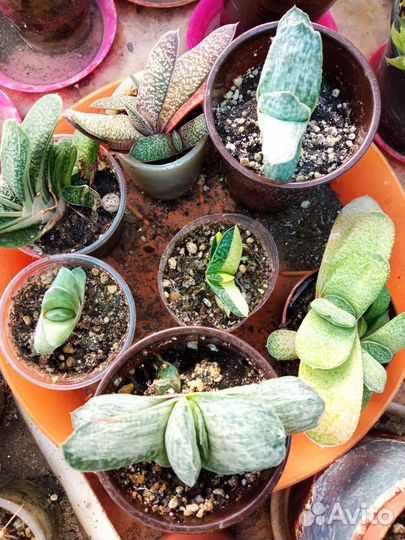 Суккуленты микс
