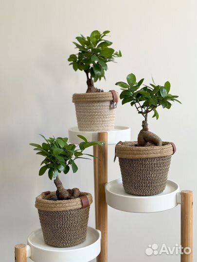 Фикус Микрокарпа Гинсенг Ficus Microcarpa Ginseng