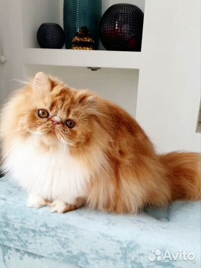 Красавчик Мэтью