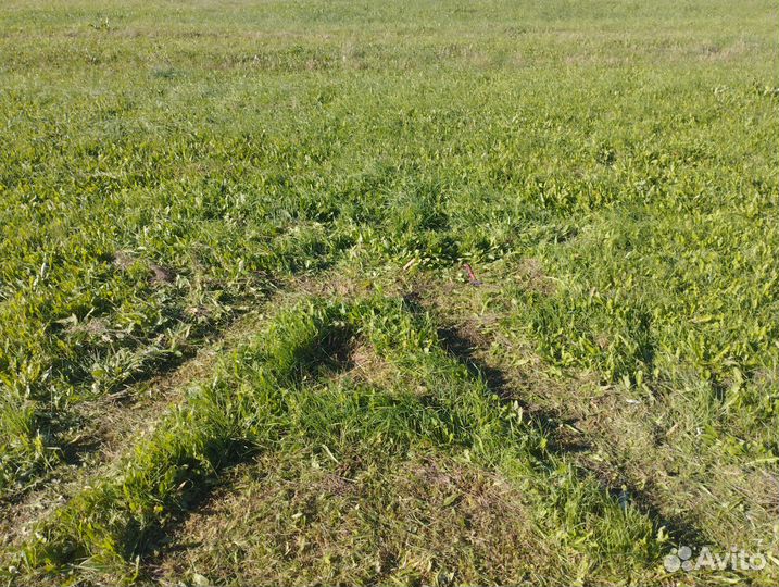 Покос травы триммером