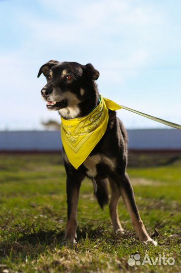 Собаки в дар бесплатно