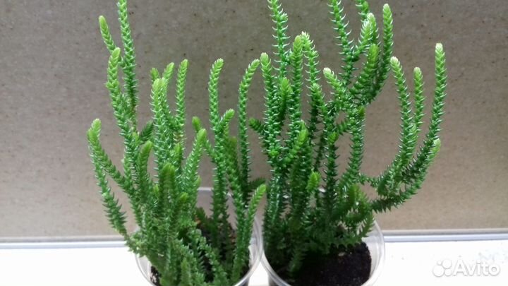 Суккуленты