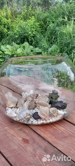 Аквариум без фильтра с наполнением ракушки